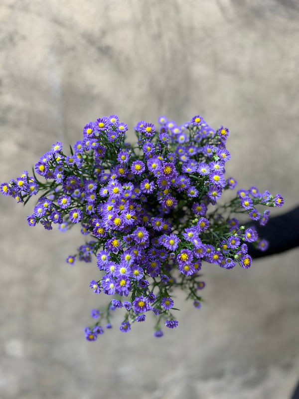 Purple Aster Blooms - The Home Edit