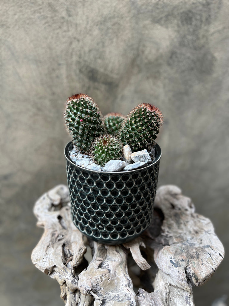 Spiny Pincushion Cactus in Decorative Pot